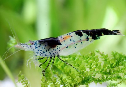 Blue/Black Dalmatina Shrimp - Neocaridina davidi var. 