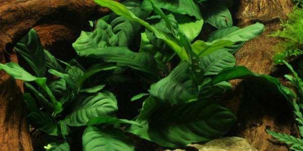 Coffee-leaved spear leaf - Anubias barteri var. coffeifolia - Tropica pot
