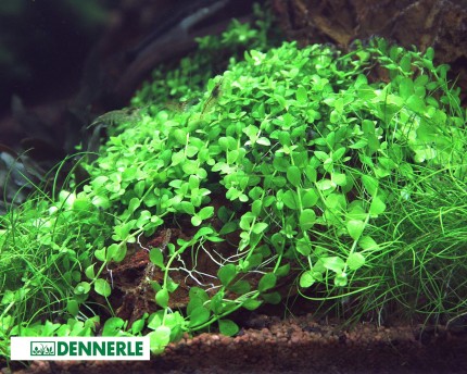 Montecarlo Pearlwort -Micranthemum tweediei - Dennerle kruka