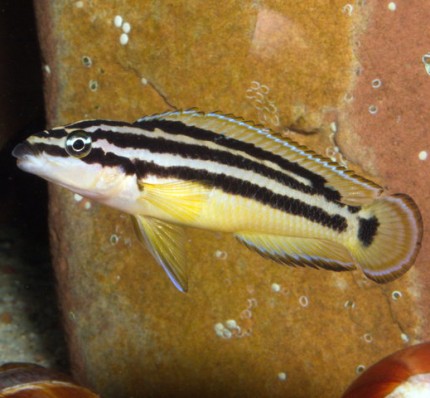 Julidochromis ornatus yellow Zaire - 6-7cm