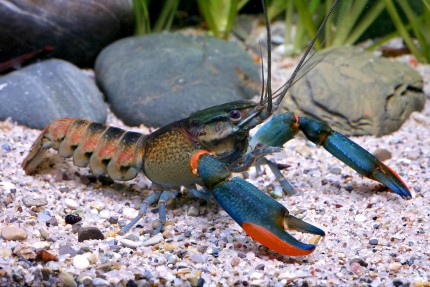 Lorentz's crayfish - Cherax lorentzi