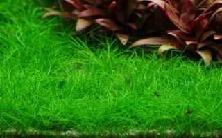 1-2-GROW! Bonsai-Nadelsimse / Eleocharis acicularis 'mini'