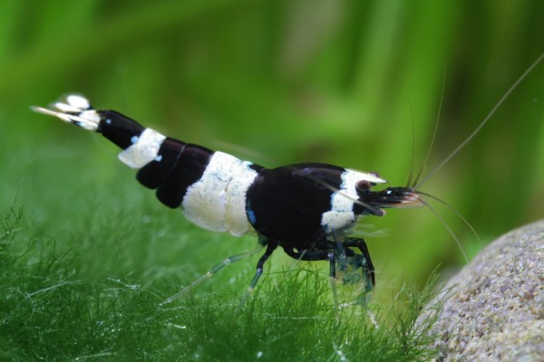 Black Panda Shrimp, Caridina spec. "Black Panda" (Taiwan Bee / Shadow Bee)