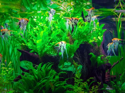 Cichlidés Heaven - Set de plantes aquatiques pour perches - 8 plantes