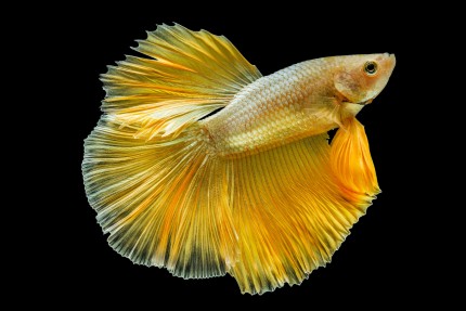 Kampffisch männlich yellow dragon plakat - Betta splendens