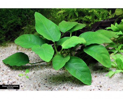 Dwarf spear leaf multi-shoot - Anubias barteri nana - Dennerle pot