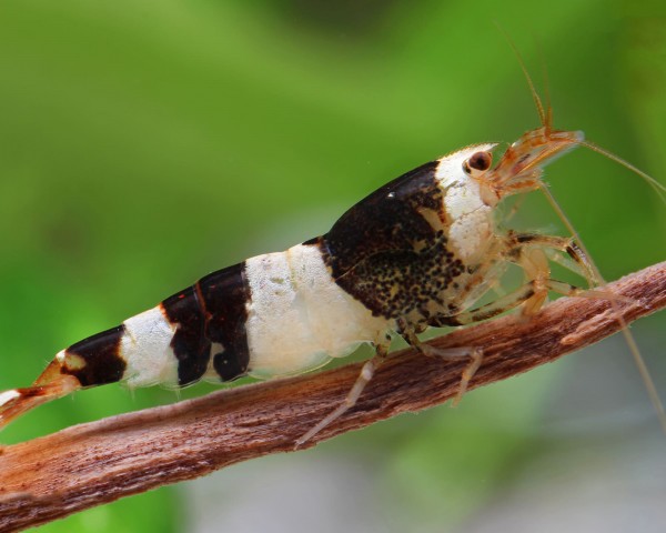Crevette abeille noire et blanche / Black Bee K4/K6 - Caridina logemanni