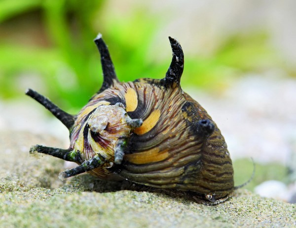 Escargot de bois Sun Snail - Clithon corona