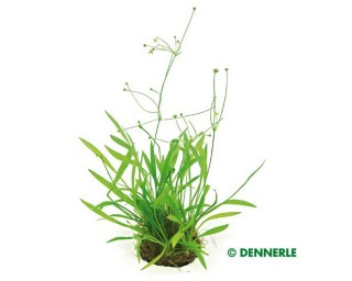 Grasartige Zwerg - Schwertpflanze, Echinodorus tenellus - Topf