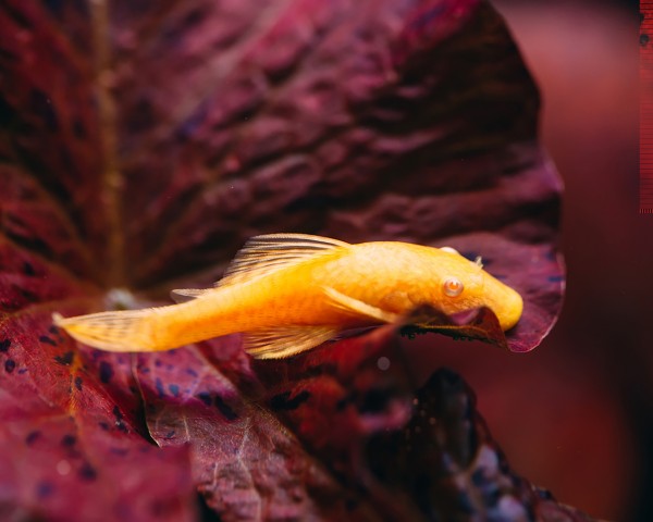 Golden Antenna Catfish - Ancistrus albino