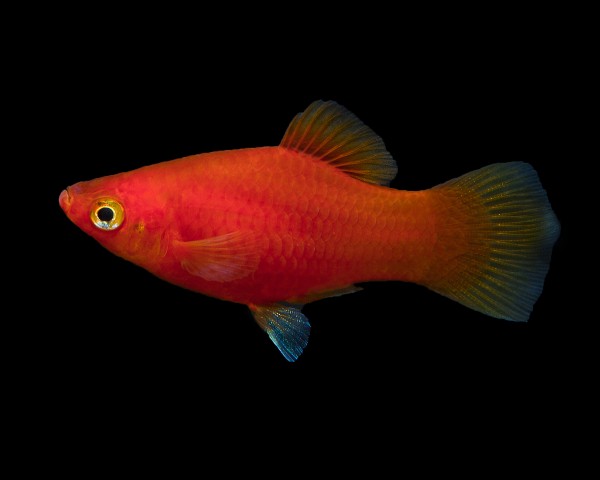 Röd platy - Xiphophorus maculatus