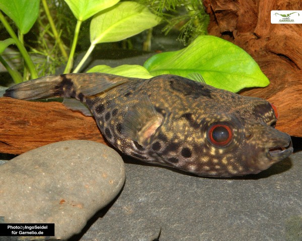 Echter Palembang Kugelfisch - Poa (Tetraodon) palembangensis