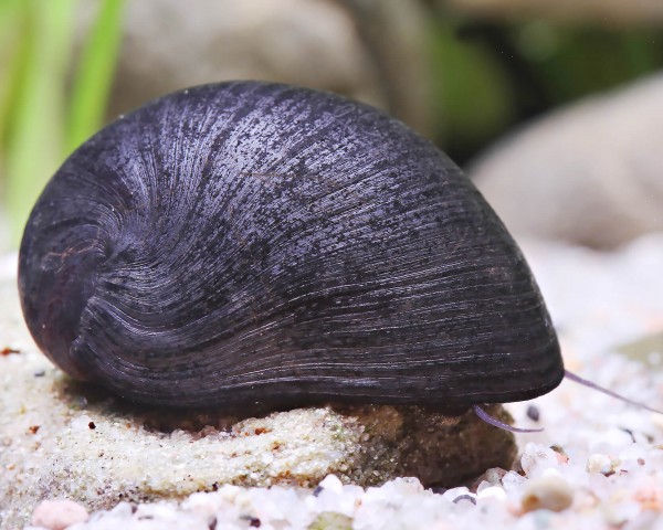 Anthracite cup snail / steel helmet snail - Neritina pulligera