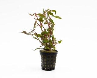 Alternanthera reineckii mini - NatureHolic Plants - Topf