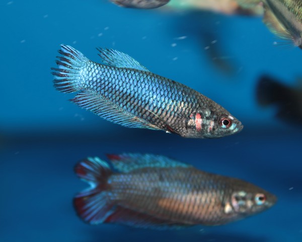 Kampffisch weiblich Kammschwanz - Betta splendens