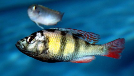 Haplochromis sp. CH44 - 6-8cm
