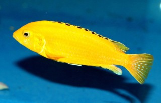 Labidochromis yellow Kakusa - 4-5cm
