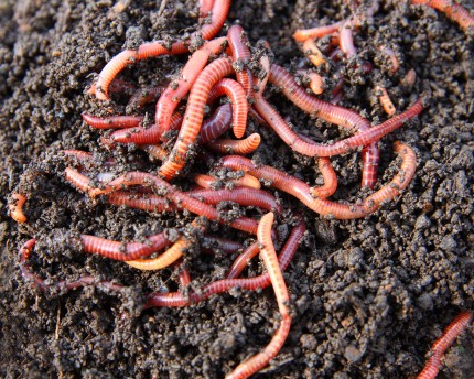 Live food - Dewworms - 10 pieces