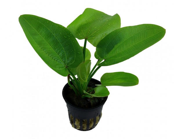 Schwertpflanze Aquartica - Echinodorus Aquartica - Tropica Topf