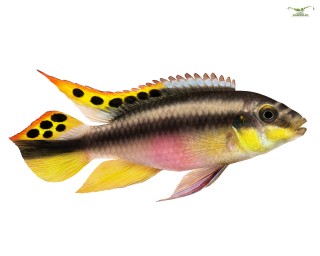 2 x Purpurprachtbarsch - Pelvicachromis pulcher - DNZ Pärchen