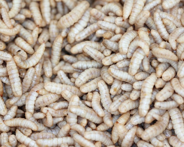 Live food - soldier fly maggots - 250 pieces