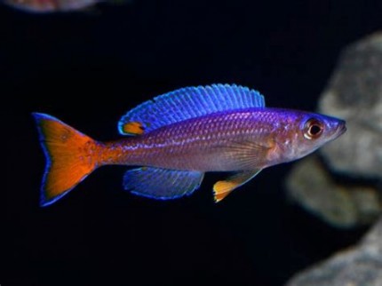 Cyprichromis leptosoma Utinta - 6-8cm