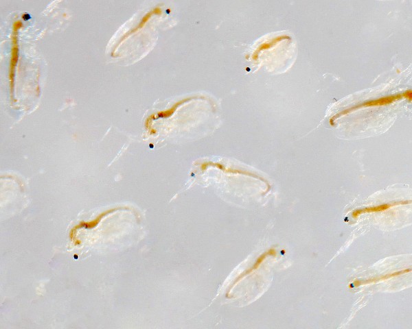 Moina salina / Zooplankton - NatureHolic Lebendfutter