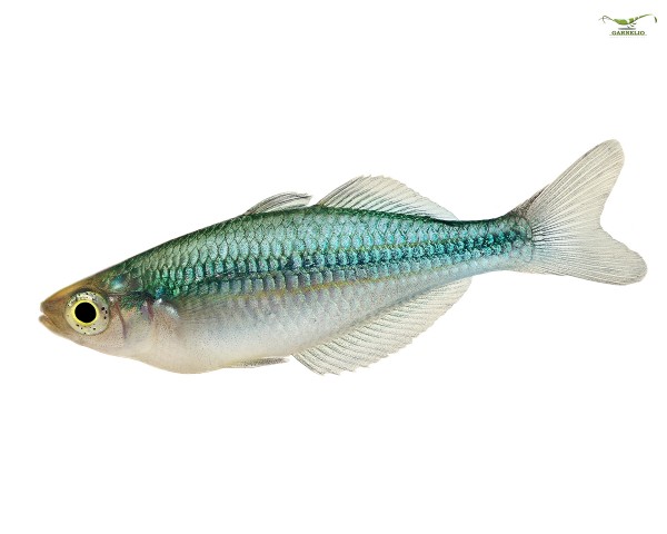 Blå regnbågsfisk - Melanotaenia lacustris - DNZ