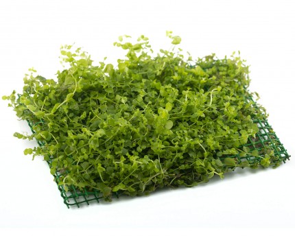 Micranthemum umbrosum - PlantPad 16x11cm