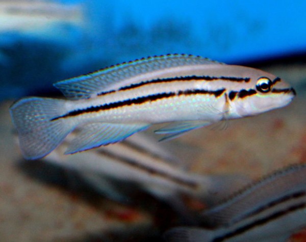 Chalinochromis bifrenatus - 7-9cm