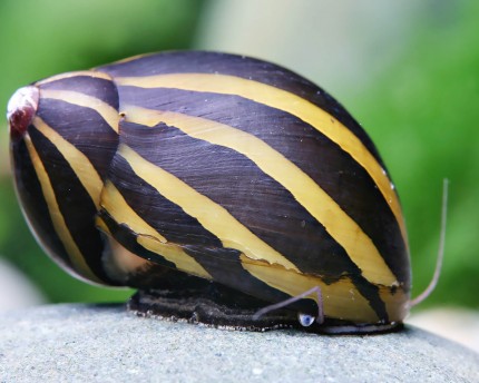 Zebra racing snail - Vittina turrita