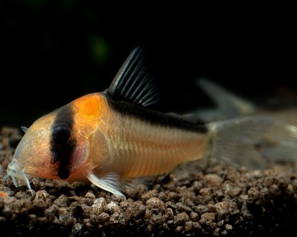 Golden-fronted armored catfish - Corydoras adolfoi