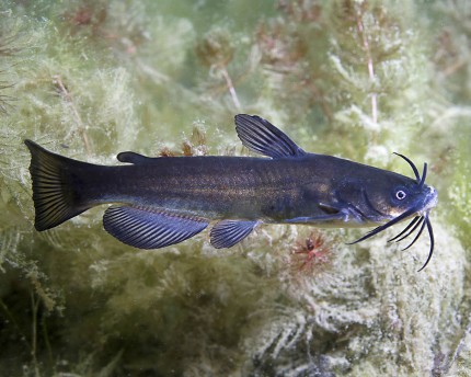 Dwarf catfish - Ameiurus nebulosus