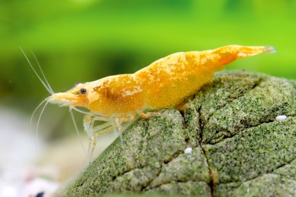 Jinsha shrimp - Neocaridina davidi
