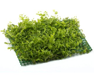 Micranthemum umbrosum - PflanzenPad 16x11cm