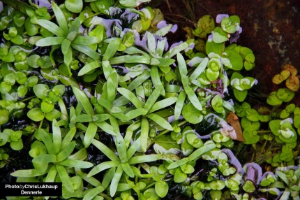 Trompette à feuilles d'herbe de mer - Heteranthera zosterifolia - Dennerle In-Vitro
