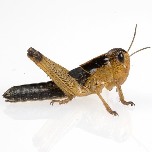 Live food - Migratory locust vers. Sizes