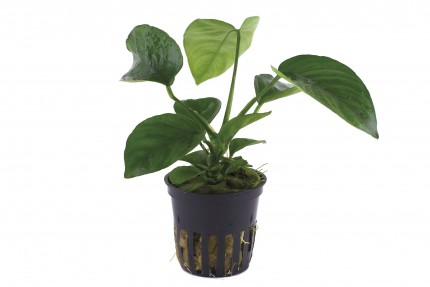 Anubias barteri caladiifolia - Pot Tropica