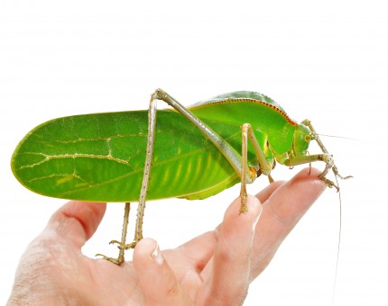 Giant leaf cricket - Siliquofera grandis