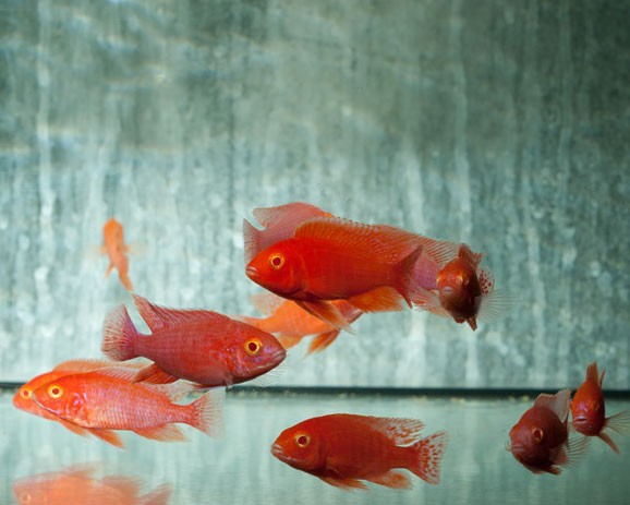 Emperor Cichlid red Albino - Aulonocara sp. "Fire Fish Albino"
