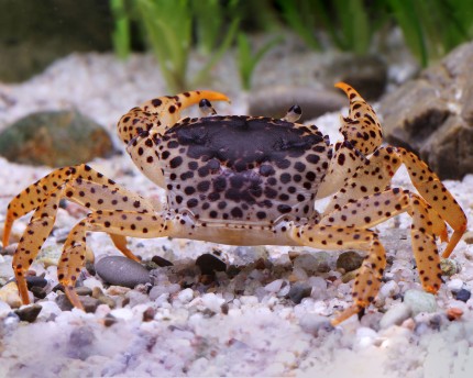 Crabe panthère - Parathelphusa pantherina