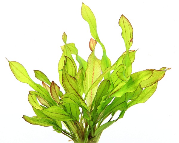 Schwertpflanze - Echinodorus 'Green Chamäleon' - Dennerle Topf