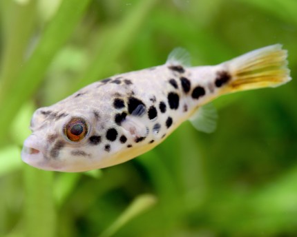 Congo Leopard Pufferfish - Tetraodon schoutedeni - DNZ