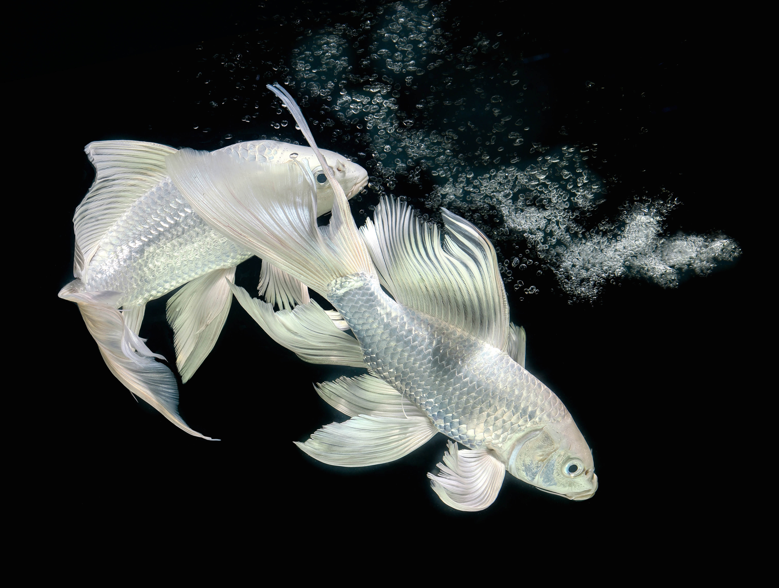 Butterfly Koi | Cyprinus Co. Kaltwasserfische Onlineshop & Garnelen Fische - Wirbellose bunt | | carpio |