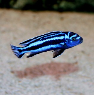 Melanochromis cyaneorhabdos maingano - 6-8cm