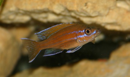 Paracyprichromis nigripinnis blue neon cantalamba - 8-10cm