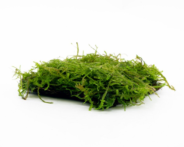 Java moss CocoPad 9x9 cm