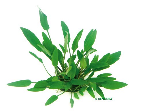 Nevillii - water lily - Cryptocoryne x wilisii - pot