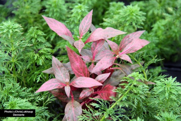 Red Ruby parrot leaf - Alternanthera reineckii "Red Ruby" - Dennerle pot