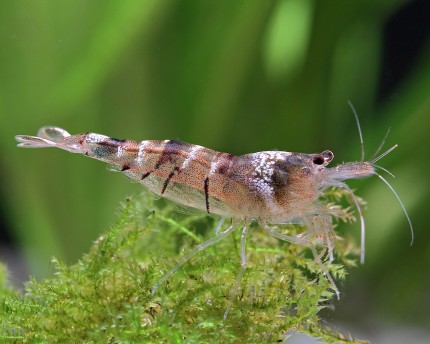 Sulawesi Algengarnele - Inlandsgarnele - Malawa Shrimp - Caridina pareparensis parvidentata